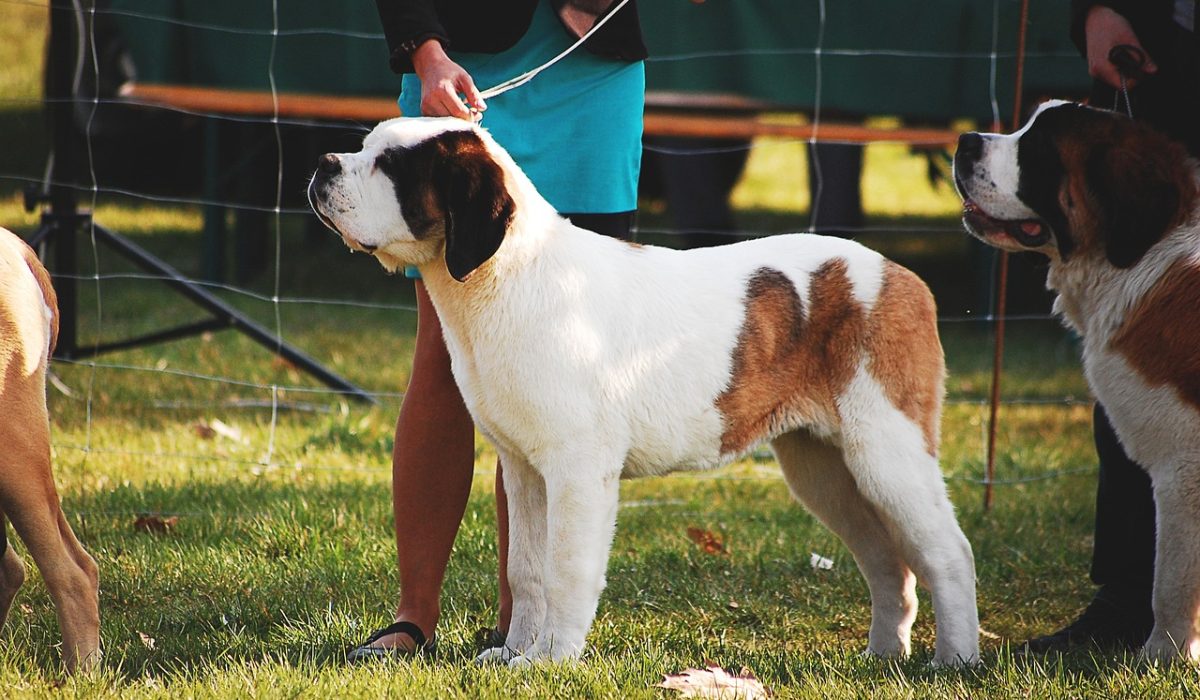 utstillingskurs for hund